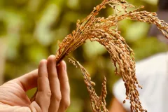 Copia-de-IMG_83201